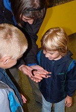 Millipede Millipede