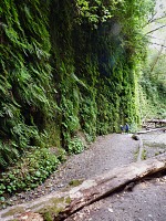 A wall of fern. A wall of fern.