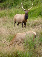 Elks Elks