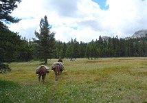 Blooming meadow Blooming meadow