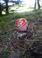 Toadstool