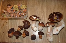 Our harvest.