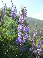 lupiny lupiny