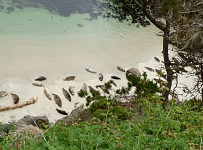 These are no rocks on the beach, but seals.