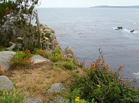 Point Lobos abloom.