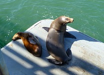 Sea lions in Santa Cruz