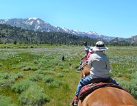 Leavitt Meadow in full bloom. Leavitt Meadow in full bloom.
