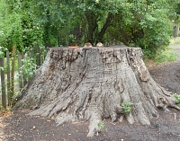Hide-and-seek in a stump. Hide-and-seek in a stump.