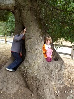 Good old friend — a tree at Rancho San Antonio. Good old friend — a tree at Rancho San Antonio.