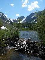 Beaver dam at Lundy. Beaver dam at Lundy.