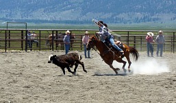 Ladies' competition — catching a calf. Ladies' competition — catching a calf.