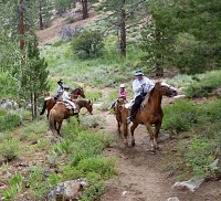 Horses must always try of of their little mutinies.