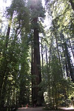 Kids in redwoods. (photo Pája)