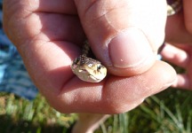 Garter Snake Garter Snake