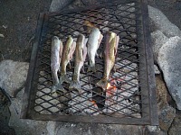 To my surprise, Hippo and Mike actually caught dinner. To my surprise, Hippo and Mike actually caught dinner.