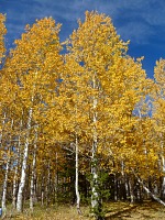 Winter is coming, we need to get our wood supply ready!