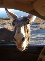 An encounter with a wild donkey. An encounter with a wild donkey.