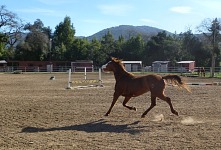 Our half of the quarter horse can fly.