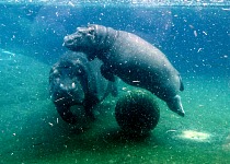 They have beautiful hippos in San Diego ZOO.