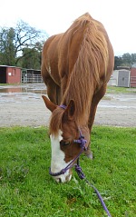 ... and Foxy has holidays and keeps on grazing.