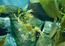 A camouflaged sea horse.