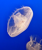 Jellyfish.