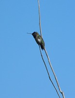Hummingbird.
