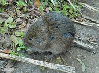A mouse at Molera Park