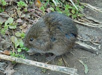 A mouse at Molera Park A mouse at Molera Park