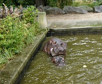 Hippos in the ZOO were busy.