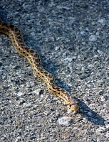 A snake. A snake.