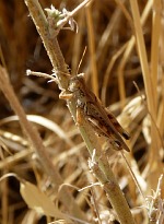 A grasshopper.
