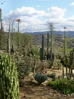 Na safari mají i kaktusovou botanickou zahradu.