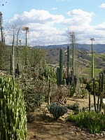 Safari includes a succulent botanic garden.
