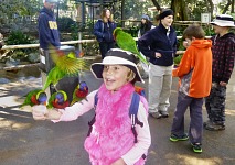 Lorikeets were hungry and eager.