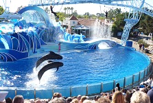 Pilot whales at SeaWorld.