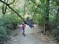 On a trail in Big Basin state park On a trail in Big Basin state park