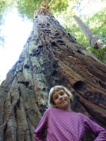 Lisa and a redwood Lisa and a redwood