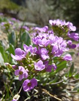 Even the mountains are abloom (Woodfords). Even the mountains are abloom (Woodfords).