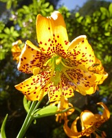 Columbia Lily. Columbia Lily.