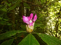 Poupě rododendronu v národním parku Redwoods. Poupě rododendronu v národním parku Redwoods.