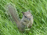 Much more than a pretty view, the kids were interested in this little squirrel. Much more than a pretty view, the kids were interested in this little squirrel.