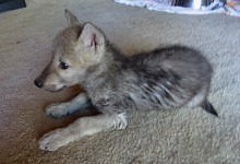 A wolf pup. A wolf pup.