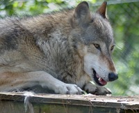 A wolf on its house. A wolf on its house.