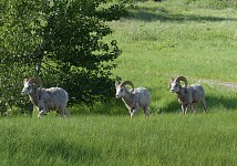 Bighorn sheep Bighorn sheep