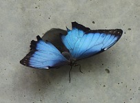 Finally, a Blue Morpho. Finally, a Blue Morpho.