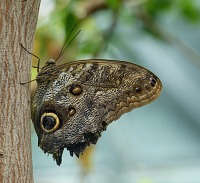 Camouflaged Blue Morpho. Camouflaged Blue Morpho.
