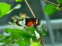 Doris Longwing. Doris Longwing.