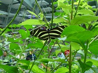 Zebra Longwing. Zebra Longwing.