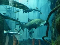 Aquarium at the Academy of Science. Aquarium at the Academy of Science.